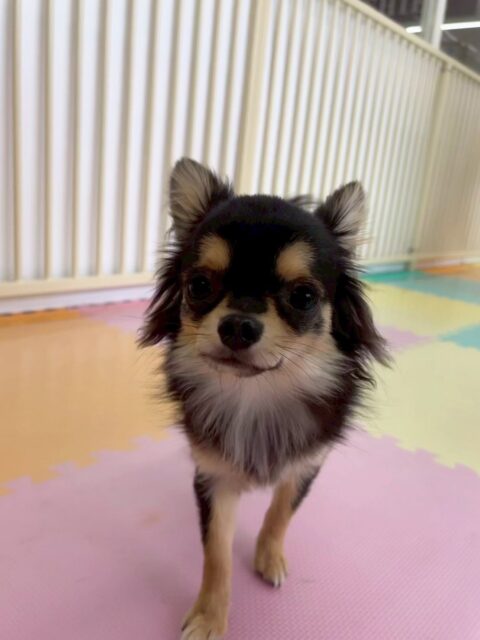 きりまるちゃん＆まろちゃん🐶
⁡
きりまるちゃんは、NICOPETにいる子と元気よくわんプロをしたり柵越しに夏紬ちゃんとお喋りしていました！😄
まろちゃんは、自分から他の子の匂いを嗅ぎ行ったりスタッフの膝の上に乗ったりして過ごしていました！☺️
⁡
🐾🐶愛犬のお悩みご相談ください🐶🐾
@kenkohmura_official
↑フォロー待ってます↑

☎︎ 0〒955-0091 新潟県三条市上須頃大割４２８−１256-35-2571
✉️ info@kenkohmura.jp
HP: http://kenkohmura.jp
LINE: https://lin.ee/7LIz5sb

#犬幸村#犬の幼稚園 #吠える、噛む #犬のしつけ #トイレ チワワ チワワ大好き チワワとの生活