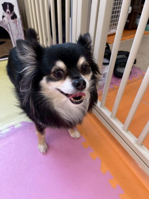 タッチちゃん🐶
⁡
今日は、ももたろうちゃんに匂いを嗅いでもらっていたり、自分から他の子の匂いを嗅いだりしていました！😁
また、店内へお散歩に行った時はスタッフの隣についてるんるんしながらお散歩していました！😆
⁡
🐾🐶愛犬のお悩みご相談ください🐶🐾
@kenkohmura_official
↑フォロー待ってます↑

☎︎ 0〒955-0091 新潟県三条市上須頃大割４２８−１256-35-2571
✉️ info@kenkohmura.jp
HP: http://kenkohmura.jp
LINE: https://lin.ee/7LIz5sb

#犬幸村#犬の幼稚園 #吠える、噛む #犬のしつけ #トイレ チワワ チワワ可愛い チワワ大好きさんと繋がりたい