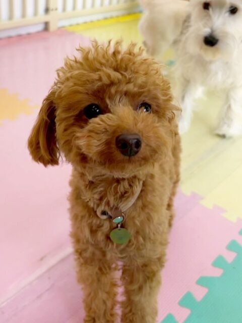 ルナちゃん🐶
⁡
今日は、モカちゃんに「何してるのー！」と話しかけられたり匂いを嗅いでもらったりしていました！🥰
また、スタッフがカメラを向けると少しニコッとした可愛らしい表情の写真が撮れました！😍
⁡
🐾🐶愛犬のお悩みご相談ください🐶🐾
@kenkohmura_official
↑フォロー待ってます↑

☎︎ 0〒955-0091 新潟県三条市上須頃大割４２８−１256-35-2571
✉️ info@kenkohmura.jp
HP: http://kenkohmura.jp
LINE: https://lin.ee/7LIz5sb

#犬幸村#犬の幼稚園 #吠える、噛む #犬のしつけ #トイレ トイプードル トイプードル可愛い トイプードル大好き