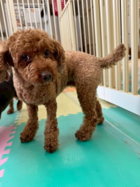 もこちゃん🐶
本日はいろんな子達のお尻の匂いを嗅いだり、挨拶をしたりしてコミュニケーションをとっていました🤭

自分がお尻を嗅がれるとやめて‼️と最初は怒っていましたがだんだんと匂いを嗅いでも起こらなくなってきていました

🐾🐶愛犬のお悩みご相談ください🐶🐾
@kenkohmura_official
 ↑フォロー待ってます↑

〒955-0091 新潟県三条市上須頃大割４２８−１
☎︎ 0256-35-2571
✉️ info@kenkohmura.jp
HP: http://kenkohmura.jp
LINE: https://lin.ee/7LIz5sb

#犬幸村#犬の幼稚園 #吠える、噛む #犬のしつけ #トイレ
トイプートイプー可愛いトイプー倶楽部トイプー大好き