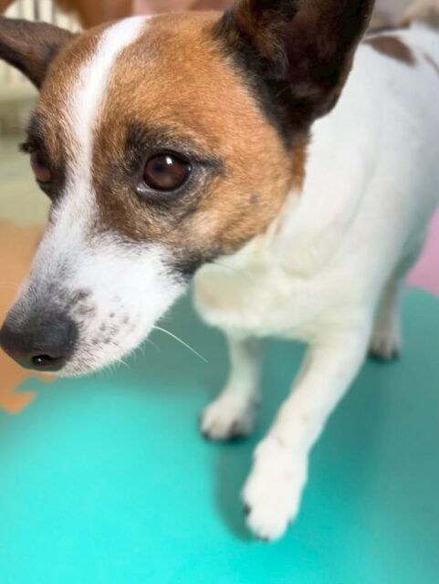 麦ちゃん🐶
本日もニコペットのちびっ子達に麦先生をしてくれていたり、やん丸やビビちゃん、モコちゃん達と挨拶をしたりして過ごしていました🤭

スタッフへの構ってアピールもすごくいっぱいしてくれて可愛すぎました😍

🐾🐶愛犬のお悩みご相談ください🐶🐾
@kenkohmura_official
 ↑フォロー待ってます↑

〒955-0091 新潟県三条市上須頃大割４２８−１
☎︎ 0256-35-2571
✉️ info@kenkohmura.jp
HP: http://kenkohmura.jp
LINE: https://lin.ee/7LIz5sb

#犬幸村#犬の幼稚園 #吠える、噛む #犬のしつけ #トイレ
ジャックラッセルテリアジャックラッセルテリア可愛いジャックラッセルテリア大好きジャックラッセルテリア倶楽部