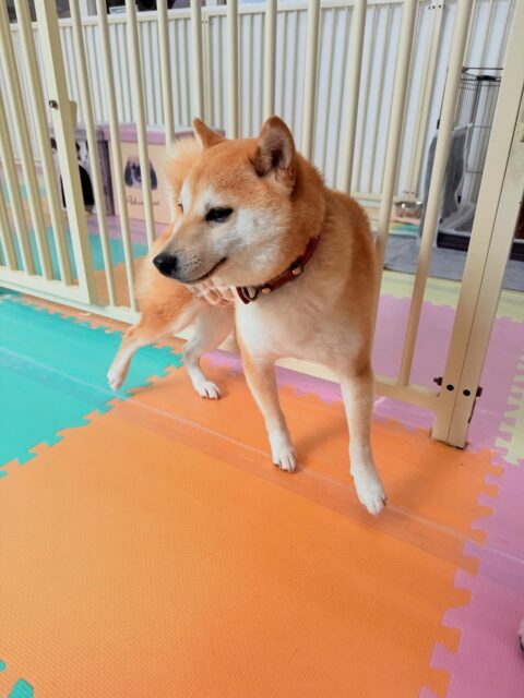 寅丸ちゃん🐶
⁡
今日は、仲良しの夏紬ちゃんに「遊ぼうよー！」と遊びに誘われると一緒にお喋りしたりして過ごしていました！😊
また、スタッフにヒップアタックをして構ってアピールしていたり、店内へお散歩行った時は楽しそうにお散歩していました！😁
⁡
🐾🐶愛犬のお悩みご相談ください🐶🐾
@kenkohmura_official
↑フォロー待ってます↑

☎︎ 0〒955-0091 新潟県三条市上須頃大割４２８−１256-35-2571
✉️ info@kenkohmura.jp
HP: http://kenkohmura.jp
LINE: https://lin.ee/7LIz5sb

#犬幸村#犬の幼稚園 #吠える、噛む #犬のしつけ #トイレ 豆柴 豆柴大好き 豆柴可愛い