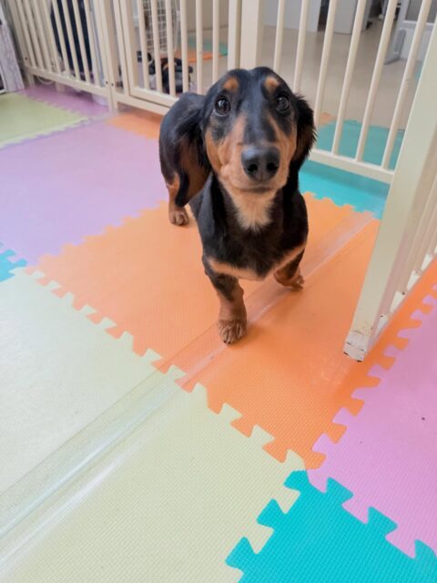 ももたろうちゃん🐶
⁡
今日は、スタッフが作業をしていると足元でのんびりくつろぎながら園内を見渡していました！😊
また、スタッフが別の場所に移動すると「なんでそっち行っちゃうの！」と少し寂しそうな声を出していました！🥰
⁡
🐾🐶愛犬のお悩みご相談ください🐶🐾
@kenkohmura_official
↑フォロー待ってます↑

☎︎ 0〒955-0091 新潟県三条市上須頃大割４２８−１256-35-2571
✉️ info@kenkohmura.jp
HP: http://kenkohmura.jp
LINE: https://lin.ee/7LIz5sb

#犬幸村#犬の幼稚園 #吠える、噛む #犬のしつけ #トイレ ミニチュアダックスフンド ミニチュアダックスフンド可愛い ミニチュアダックスフンドとの暮らし