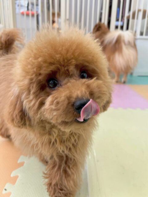 ププちゃん🐶
本日は、体験の子達に挨拶をしたり、ぽん太ちゃんやちょこたんちゃん達と走り回ったりして楽しそうに過ごしていました🤭
🐾🐶愛犬のお悩みご相談ください🐶🐾
@kenkohmura_official
↑フォロー待ってます↑
〒955-0091 新潟県三条市上須頃大割428−1
☎︎ 0256-35-2571
✉️ info@kenkohmura.jp
HP: http://kenkohmura.jp
LINE: https://lin.ee/7LIz5sb
#犬幸村#犬の幼稚園 #吠える、噛む #犬のしつけ #トイレ
トイプートイプー可愛いトイプー倶楽部トイプー大好き