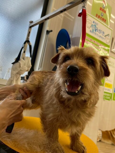 ゴローちゃん🐶
⁡
今日は、幼稚園に来るとのんびり園内を散策していたり、他の子の匂いを嗅ぎ行ったりしていました！🥰
また、いつもとは違うスタッフがプラッキングをしていると「いつもの人じゃないよ、、？」と少し戸惑っていました！🤣
⁡
🐾🐶愛犬のお悩みご相談ください🐶🐾
@kenkohmura_official
↑フォロー待ってます↑

☎︎ 0〒955-0091 新潟県三条市上須頃大割４２８−１256-35-2571
✉️ info@kenkohmura.jp
HP: http://kenkohmura.jp
LINE: https://lin.ee/7LIz5sb

#犬幸村#犬の幼稚園 #吠える、噛む #犬のしつけ #トイレ ノーフォークテリア ノーフォークテリアのプラッキング ノーフォークテリアとの暮らし