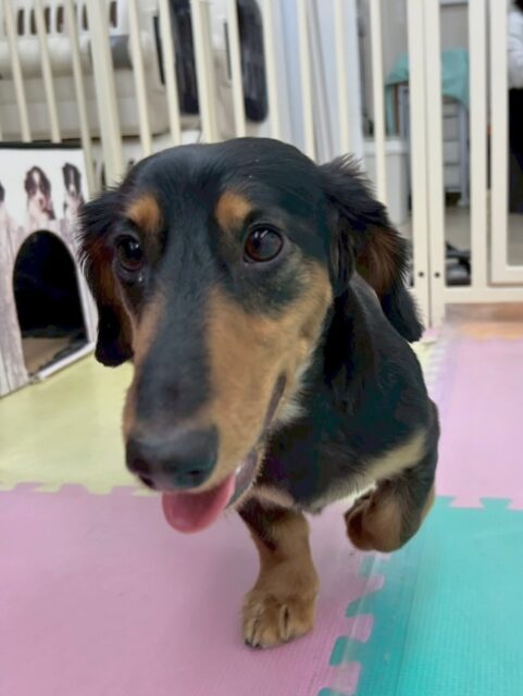 ももたろうちゃん🐶
本日はニコペットのちびっ子達やれおちゃん、ぽん太達と走り回ったり、挨拶をし合ったりしてコミュニケーションをとっていました👍

🐾🐶愛犬のお悩みご相談ください🐶🐾
@kenkohmura_official
 ↑フォロー待ってます↑

〒955-0091 新潟県三条市上須頃大割４２８−１
☎︎ 0256-35-2571
✉️ info@kenkohmura.jp
HP: http://kenkohmura.jp
LINE: https://lin.ee/7LIz5sb

#犬幸村#犬の幼稚園 #吠える、噛む #犬のしつけ #トイレ
ダックスダックス可愛いダックス倶楽部ダックス大好き