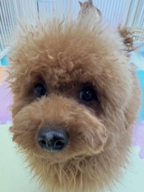 ププちゃん🐶
本日は、のりまきちゃんや、ジョージちゃん、ぽん太達と走り回ったり、ワンプロを繰り広げていました🤭
お散歩も相変わらず楽しそうに歩いてくれるのでこちらも嬉しいです👏
🐾🐶愛犬のお悩みご相談ください🐶🐾
@kenkohmura_official
↑フォロー待ってます↑
〒955-0091 新潟県三条市上須頃大割428−1
☎︎ 0256-35-2571
✉️ info@kenkohmura.jp
HP: http://kenkohmura.jp
LINE: https://lin.ee/7LIz5sb
#犬幸村#犬の幼稚園 #吠える、噛む #犬のしつけ #トイレ
トイプートイプー可愛いトイプー大好きトイプー倶楽部