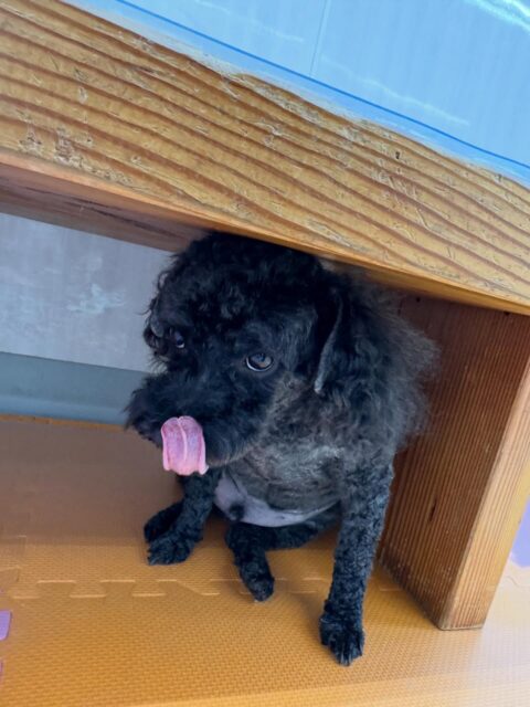 イブちゃん&ルイちゃん🐶
本日歯磨きトレーニングを開始して1年6ヶ月が経ちました
歯磨きや歯の状態もキープできているのでこのまま継続していきましょう✊
園内でイブちゃんは、スタッフに構ってアピールをしたり、
いろんな子達にちょっかいを出されたりしてなんだよ‼️と、キレていました🤭
ルイちゃんは、ププちゃんや、のりまきちゃん、ぽん太達といっしょに走り回ったりして非常に楽しそうに過ごしていました🤭
🐾🐶愛犬のお悩みご相談ください🐶🐾
@kenkohmura_official
↑フォロー待ってます↑
〒955-0091 新潟県三条市上須頃大割428−1
☎︎ 0256-35-2571
✉️ info@kenkohmura.jp
HP: http://kenkohmura.jp
LINE: https://lin.ee/7LIz5sb
#犬幸村#犬の幼稚園 #吠える、噛む #犬のしつけ #トイレ
トイプートイプー可愛いトイプー大好きトイプー倶楽部