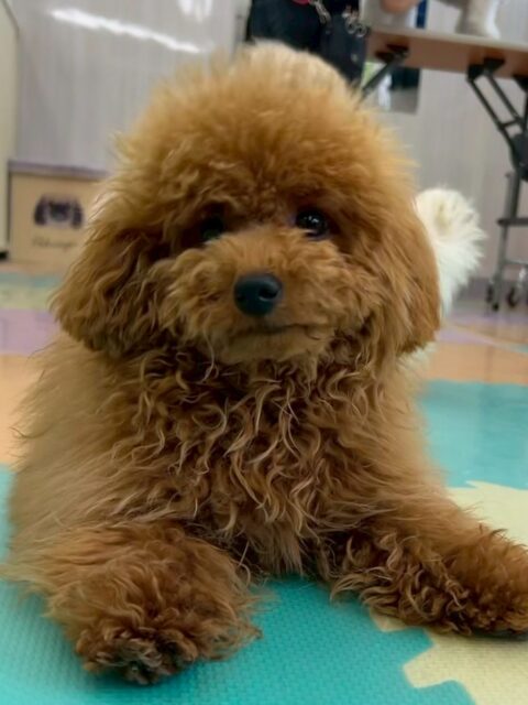 ププちゃん🐶
本日もニコペットのちびっ子達とぽん太といっしょに走り回ったり、おもちゃで遊んだり、ワンプロをしたりして激しい1日を過ごしていました🤭

🐾🐶愛犬のお悩みご相談ください🐶🐾
@kenkohmura_official
 ↑フォロー待ってます↑

〒955-0091 新潟県三条市上須頃大割４２８−１
☎︎ 0256-35-2571
✉️ info@kenkohmura.jp
HP: http://kenkohmura.jp
LINE: https://lin.ee/7LIz5sb

#犬幸村#犬の幼稚園 #吠える、噛む #犬のしつけ #トイレ
トイプートイプー可愛いトイプー大好きトイプー倶楽部