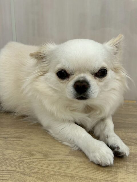 ビビちゃん🐶
本日は、ニコペットのちびっ子達にしつこく遊びに誘われてやん丸の隣でいっしょにしつこいよ‼️とブチギレていました🤭

お散歩トレーニングではすごく歩く量が増えて、あんまりビクビクしなくなり自信がついてきたようでした👍

🐾🐶愛犬のお悩みご相談ください🐶🐾
@kenkohmura_official
 ↑フォロー待ってます↑

〒955-0091 新潟県三条市上須頃大割４２８−１
☎︎ 0256-35-2571
✉️ info@kenkohmura.jp
HP: http://kenkohmura.jp
LINE: https://lin.ee/7LIz5sb

#犬幸村#犬の幼稚園 #吠える、噛む #犬のしつけ #トイレ　
チワワチワワ可愛いチワワ大好きチワワ倶楽部