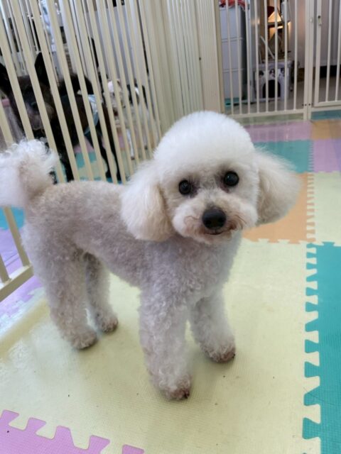 こむぎちゃん🐶
リーウちゃんを叱ったり、ルナちゃんが気になったみたいで追いかけていました😄
🐾🐶愛犬のお悩みご相談ください🐶🐾
@kenkohmura_official
↑フォロー待ってます↑
〒955-0091 新潟県三条市上須頃大割428−1
☎︎ 0256-35-2571
✉️ info@kenkohmura.jp
HP: http://kenkohmura.jp
LINE: https://lin.ee/7LIz5sb
#犬幸村#犬の幼稚園 #吠える噛む #犬のしつけ #トイレ
トイプードル トイプードル可愛い トイプードル大好き