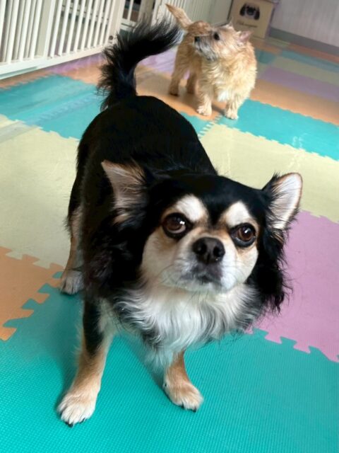 ゴロー丸ちゃん🐶
本日はももたろうちゃんの匂いを後ろから嗅いだり、もこちゃんやビビちゃん達と挨拶をしたりして過ごしていました🤭

お散歩トレーニングでは、ニコペットのスタッフの方に外でのだっこや、お散歩をしてもらいました👍

🐾🐶愛犬のお悩みご相談ください🐶🐾
@kenkohmura_official
 ↑フォロー待ってます↑

〒955-0091 新潟県三条市上須頃大割４２８−１
☎︎ 0256-35-2571
✉️ info@kenkohmura.jp
HP: http://kenkohmura.jp
LINE: https://lin.ee/7LIz5sb

#犬幸村#犬の幼稚園 #吠える、噛む #犬のしつけ #トイレ
チワワチワワ可愛いチワワ大好きチワワ倶楽部