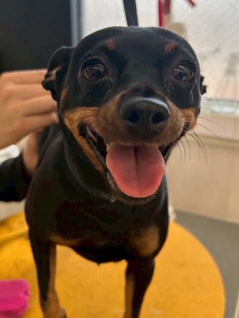 クールちゃん＆カノアちゃん🐶
本日クールちゃんはやん丸や麦ちゃん、よもぎちゃん達に挨拶をしたり、ニコペットのちびっ子達に遊びに誘われて追いかけっこをしたりしていました🤭

カノアちゃんもみんなに挨拶をしてしっかりとコミュニケーションをとっていました👍ニコペットのちびっ子達にも優しく接していてよかったです👏

🐾🐶愛犬のお悩みご相談ください🐶🐾
@kenkohmura_official
 ↑フォロー待ってます↑

〒955-0091 新潟県三条市上須頃大割４２８−１
☎︎ 0256-35-2571
✉️ info@kenkohmura.jp
HP: http://kenkohmura.jp
LINE: https://lin.ee/7LIz5sb

#犬幸村#犬の幼稚園 #吠える、噛む #犬のしつけ #トイレ
ミニピンミニピン可愛いミックスミックス犬