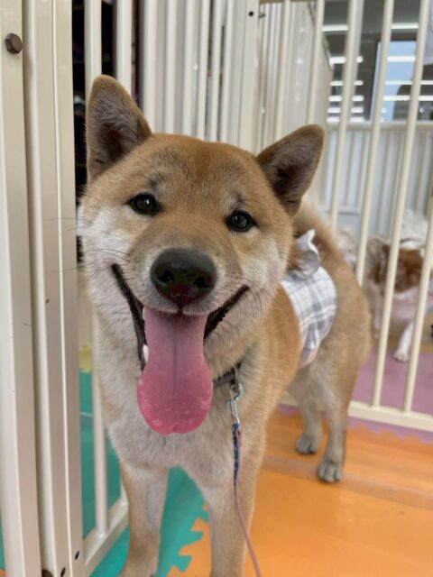 チャリーちゃん🐶
本日は、ジョージちゃんや、ニコペットのスタンダードプードルちゃん達と走り回ったりしてすごく楽しそうにしてはしゃいでいました🤭
お散歩もペースを合わせてくれて上手に歩けていました👍
🐾🐶愛犬のお悩みご相談ください🐶🐾
@kenkohmura_official
↑フォロー待ってます↑
〒955-0091 新潟県三条市上須頃大割428−1
☎︎ 0256-35-2571
✉️ info@kenkohmura.jp
HP: http://kenkohmura.jp
LINE: https://lin.ee/7LIz5sb
#犬幸村#犬の幼稚園 #吠える、噛む #犬のしつけ #トイレ
柴犬柴犬可愛い柴犬大好き柴犬倶楽部