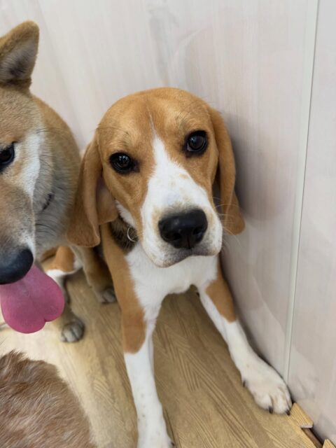 ジョージちゃん🐶
本日は、すごく仲良しのチャリーちゃんと1日中遊び回っていてお互い引かずにずーっと戯れあったりしてすごく楽しそうにして過ごしていました🤭
🐾🐶愛犬のお悩みご相談ください🐶🐾
@kenkohmura_official
↑フォロー待ってます↑
〒955-0091 新潟県三条市上須頃大割428−1
☎︎ 0256-35-2571
✉️ info@kenkohmura.jp
HP: http://kenkohmura.jp
LINE: https://lin.ee/7LIz5sb
#犬幸村#犬の幼稚園 #吠える、噛む #犬のしつけ #トイレ
ビーグルビーグル可愛いビーグル大好きビーグル倶楽部