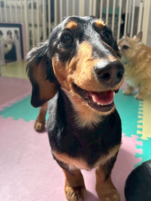 ももたろうちゃん🐶
本日はスタッフの後ろを追いかけたり、ちびっ子達に遊びを誘われたりしていました🤭
だんだん幼稚園にも慣れてきたようで最初のピリピリした感じはだいぶ和らいだように感じました👍

🐾🐶愛犬のお悩みご相談ください🐶🐾
@kenkohmura_official
 ↑フォロー待ってます↑

〒955-0091 新潟県三条市上須頃大割４２８−１
☎︎ 0256-35-2571
✉️ info@kenkohmura.jp
HP: http://kenkohmura.jp
LINE: https://lin.ee/7LIz5sb

#犬幸村#犬の幼稚園 #吠える、噛む #犬のしつけ #トイレ
ダックスダックス可愛いダックス倶楽部ダックス大好き