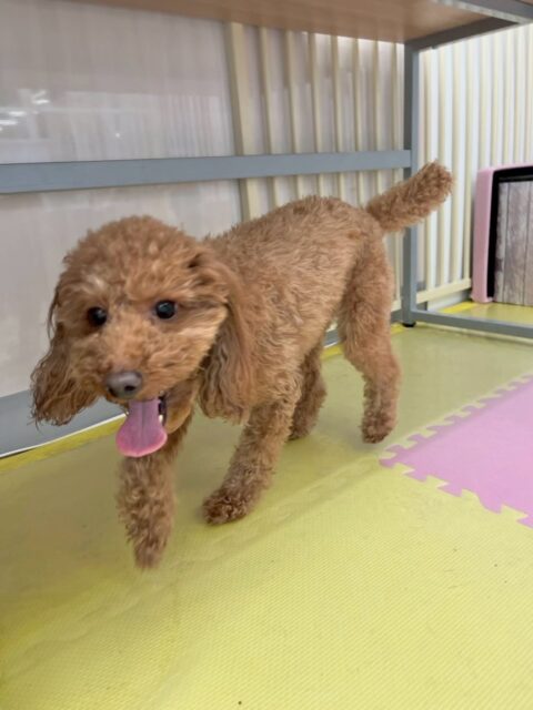 チコちゃん🐶
本日歯磨きトレーニングを開始して1年6ヶ月が経ちました歯磨きは奥歯の方もだんだん上手になり、歯の状態も非常に良好でした‼️このまま継続を意識していきましょう✊
園内では、いろんな子達の匂いを嗅いだり、モカちゃんやププちゃん達に逆に匂いを嗅がれたりして追いかけあったりして楽しんでいました🤭
🐾🐶愛犬のお悩みご相談ください🐶🐾
@kenkohmura_official
↑フォロー待ってます↑
〒955-0091 新潟県三条市上須頃大割428−1
☎︎ 0256-35-2571
✉️ info@kenkohmura.jp
HP: http://kenkohmura.jp
LINE: https://lin.ee/7LIz5sb
#犬幸村#犬の幼稚園 #吠える、噛む #犬のしつけ #トイレ
トイプートイプー可愛いトイプー大好きトイプー倶楽部