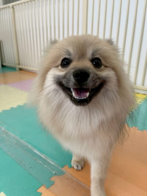 ぽん太ちゃん🐶
本日から歯磨きトレーニングスタートです‼️初めてだったので口周りを触る練習や抱っこの体制の練習をしました‼️だんだん慣れていけるように頑張りましょう✊
園内では、ナイスヤンチャっぷりを見せてくれておとなしい組の中で1番ヤンチャでした🤭午後からはヤンチャ組に入ってみたりもして楽しそうに過ごしていました👍
🐾🐶愛犬のお悩みご相談ください🐶🐾
@kenkohmura_official
↑フォロー待ってます↑
〒955-0091 新潟県三条市上須頃大割428−1
☎︎ 0256-35-2571
✉️ info@kenkohmura.jp
HP: http://kenkohmura.jp
LINE: https://lin.ee/7LIz5sb
#犬幸村#犬の幼稚園 #吠える、噛む #犬のしつけ #トイレ
ポメラニアンポメラニアン可愛いポメラニアン倶楽部ポメラニアン大好き