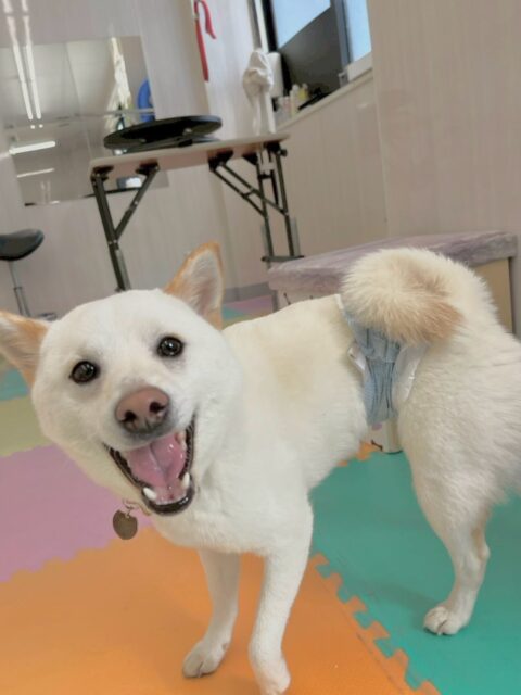 コハクちゃん🐶
本日は、お互いかなり大好きな幸ちゃんや、のりまきちゃん達と走り回ったり、ワンプロを楽しんだりして過ごしていました🤭
🐾🐶愛犬のお悩みご相談ください🐶🐾
@kenkohmura_official
↑フォロー待ってます↑
〒955-0091 新潟県三条市上須頃大割428−1
☎︎ 0256-35-2571
✉️ info@kenkohmura.jp
HP: http://kenkohmura.jp
LINE: https://lin.ee/7LIz5sb
#犬幸村#犬の幼稚園 #吠える、噛む #犬のしつけ #トイレ
柴犬柴犬可愛い柴犬大好き柴犬倶楽部