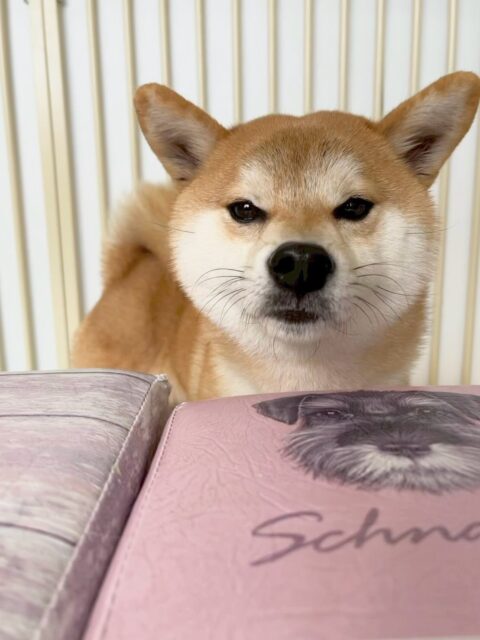 こまちゃん🐶
本日はのりまきちゃんや、コハクちゃん達とのお話し合いに参戦し、白熱のお話し合いをしていました🤭
他にもエリザベスちゃんとの椅子の争奪戦もなかなか白熱していて楽しそうにしていました👍
🐾🐶愛犬のお悩みご相談ください🐶🐾
@kenkohmura_official
↑フォロー待ってます↑
〒955-0091 新潟県三条市上須頃大割428−1
☎︎ 0256-35-2571
✉️ info@kenkohmura.jp
HP: http://kenkohmura.jp
LINE: https://lin.ee/7LIz5sb
#犬幸村#犬の幼稚園 #吠える、噛む #犬のしつけ #トイレ
柴犬柴犬可愛い柴犬大好き柴犬倶楽部