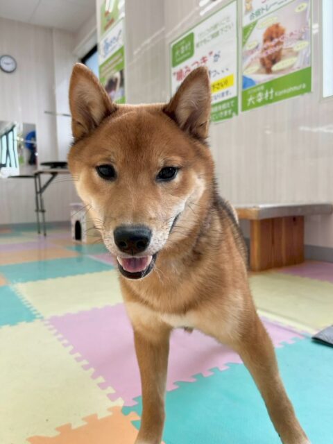 ケン太ちゃん🐶
本日は、ももたろうちゃんや、鶴丸、ぽん太達と激しく園内を走り回ったり、みんなでワンプロを楽しんだりしていました👍

🐾🐶愛犬のお悩みご相談ください🐶🐾
@kenkohmura_official
 ↑フォロー待ってます↑

〒955-0091 新潟県三条市上須頃大割４２８−１
☎︎ 0256-35-2571
✉️ info@kenkohmura.jp
HP: http://kenkohmura.jp
LINE: https://lin.ee/7LIz5sb

#犬幸村#犬の幼稚園 #吠える、噛む #犬のしつけ #トイレ
柴犬柴犬可愛い柴犬大好き柴犬倶楽部