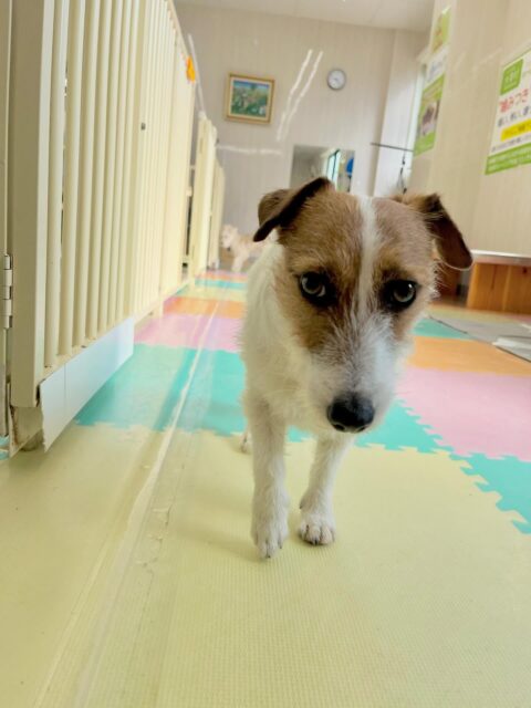マロンちゃん🐶
リーウちゃんと挨拶したりベンとおしゃべりしていました☺️
プラッキングとてもいい子にさせてくれていました🙌
🐾🐶愛犬のお悩みご相談ください🐶🐾
@kenkohmura_official
↑フォロー待ってます↑
〒955-0091 新潟県三条市上須頃大割428−1
☎︎ 0256-35-2571
✉️ info@kenkohmura.jp
HP: http://kenkohmura.jp
LINE: https://lin.ee/7LIz5sb
#犬幸村#犬の幼稚園 #吠える噛む #犬のしつけ #トイレ
ジャックラッセルテリア ジャックラッセルテリア可愛い ジャックラッセルテリア大好き