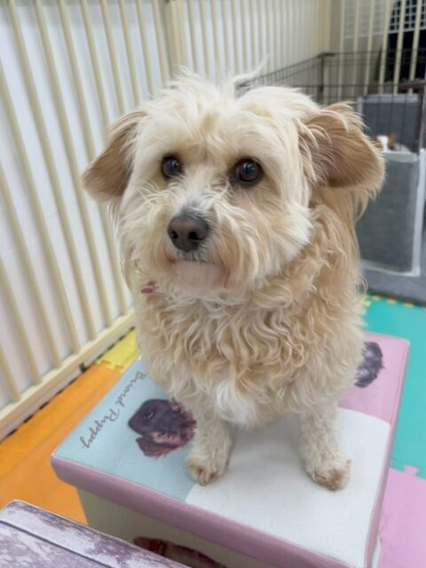 エリザベスちゃん🐶
本日は、スタッフに熱烈な構ってアピールをしてくれたり、マロンちゃんやリラちゃん達と匂いを嗅ぎ合ったりしてコミュニケーションをとったりしていました🤭
🐾🐶愛犬のお悩みご相談ください🐶🐾
@kenkohmura_official
↑フォロー待ってます↑
〒955-0091 新潟県三条市上須頃大割428−1
☎︎ 0256-35-2571
✉️ info@kenkohmura.jp
HP: http://kenkohmura.jp
LINE: https://lin.ee/7LIz5sb
#犬幸村#犬の幼稚園 #吠える、噛む #犬のしつけ #トイレ
ミックスミックス犬ミックス犬可愛いミックス犬大好きミックス犬倶楽部