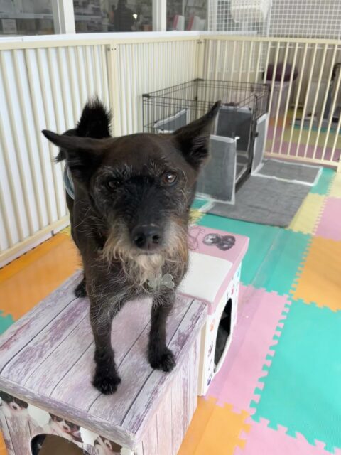 小乃輔ちゃん🐶
スタッフに撫でて〜と甘えたり、とらのすけちゃんや北斗ちゃんとおしゃべりしていました😁
お散歩トレーニングでは隣について上手に歩いていました👏
🐾🐶愛犬のお悩みご相談ください🐶🐾
@kenkohmura_official
↑フォロー待ってます↑
〒955-0091 新潟県三条市上須頃大割428−1
☎︎ 0256-35-2571
✉️ info@kenkohmura.jp
HP: http://kenkohmura.jp
LINE: https://lin.ee/7LIz5sb
#犬幸村#犬の幼稚園 #吠える噛む #犬のしつけ #トイレ
ミックス犬 ミックス犬かわいい ミックス犬大好き