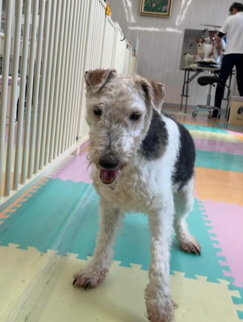 ポコちゃん🐶
ベンに構ってアピールしたり北斗ちゃんやニコペットにいるスタンダードプードルちゃんと楽しそうに遊んでいました✨
🐾🐶愛犬のお悩みご相談ください🐶🐾
@kenkohmura_official
↑フォロー待ってます↑
〒955-0091 新潟県三条市上須頃大割428−1
☎︎ 0256-35-2571
✉️ info@kenkohmura.jp
HP: http://kenkohmura.jp
LINE: https://lin.ee/7LIz5sb
#犬幸村#犬の幼稚園 #吠える噛む #犬のしつけ #トイレ
ワイヤーフォックステリア ワイヤーフォックステリア可愛い ワイヤーフォックステリア大好き