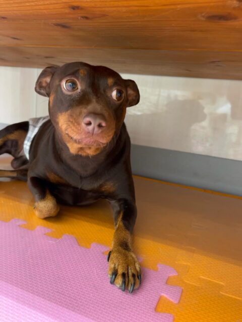 とらのすけちゃん🐶
リーウちゃんが気に入ったみたいで遊びに誘ったりしていました😄
小乃輔ちゃんとおしゃべりしていました☺️
🐾🐶愛犬のお悩みご相談ください🐶🐾
@kenkohmura_official
↑フォロー待ってます↑
〒955-0091 新潟県三条市上須頃大割428−1
☎︎ 0256-35-2571
✉️ info@kenkohmura.jp
HP: http://kenkohmura.jp
LINE: https://lin.ee/7LIz5sb
#犬幸村#犬の幼稚園 #吠える噛む #犬のしつけ #トイレ
ミックス犬 ミックス犬かわいい ミックス犬大好き