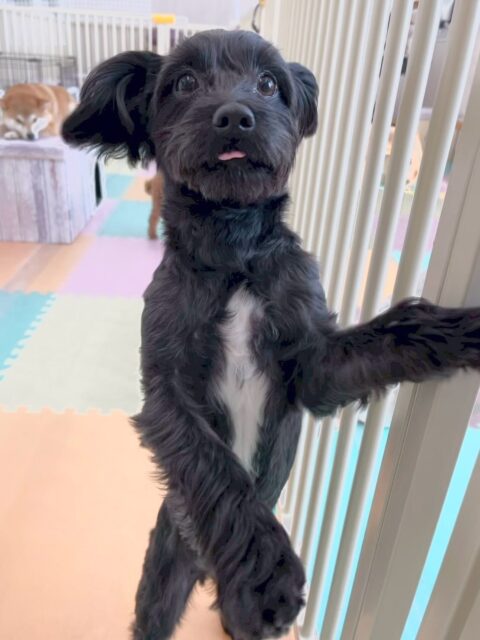 ティアラちゃん🐶
朝からいろんな子達に挨拶をされたり、匂いを嗅がれたりして最初は緊張していましたが、モカちゃんやププちゃん達と走り回ったり、匂いを嗅ぎ合ったりできていたのでよかったです👏
🐾🐶愛犬のお悩みご相談ください🐶🐾
@kenkohmura_official
↑フォロー待ってます↑
〒955-0091 新潟県三条市上須頃大割428−1
☎︎ 0256-35-2571
✉️ info@kenkohmura.jp
HP: http://kenkohmura.jp
LINE: https://lin.ee/7LIz5sb
#犬幸村#犬の幼稚園 #吠える、噛む #犬のしつけ #トイレ
ミックスミックス犬ミックス犬可愛いミックス犬大好きミックス犬倶楽部