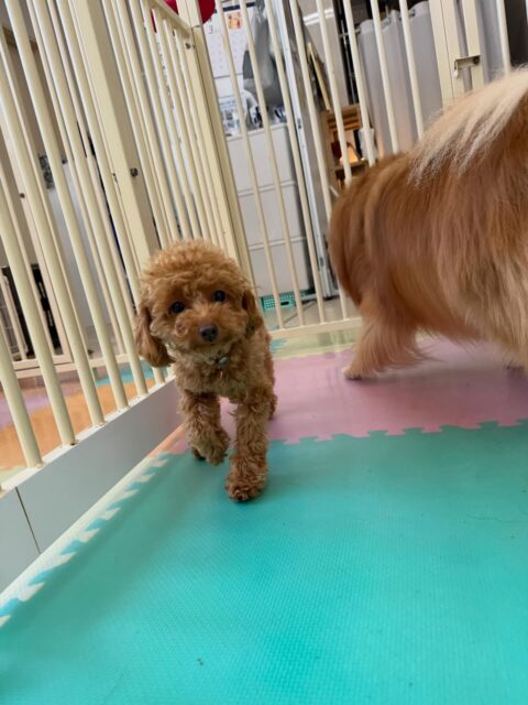 ルナちゃん🐶
本日は、自分からみんなに挨拶をしたり、匂いを嗅いだりできていたのですごく良かったです👏
だんだんと園内にも慣れてきてみんなとの距離感も縮まってきましたね👍
🐾🐶愛犬のお悩みご相談ください🐶🐾
@kenkohmura_official
↑フォロー待ってます↑
〒955-0091 新潟県三条市上須頃大割428−1
☎︎ 0256-35-2571
✉️ info@kenkohmura.jp
HP: http://kenkohmura.jp
LINE: https://lin.ee/7LIz5sb
#犬幸村#犬の幼稚園 #吠える、噛む #犬のしつけ #トイレ
トイプートイプー可愛いトイプー大好きトイプー倶楽部