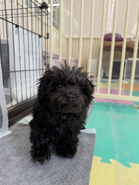 幼稚園体験に2頭きてくれました🐶
1頭目の子は最初かなり周りを警戒していて飼い主様が退出してから動けない時間がありましたが、お迎えの時間ぐらいかななるとかなりうごきまわれていたり、園内を歩けるようにいたのでよかったです👍
2頭目の子は最初からみんなと走り回ったり、ワンプロをしたりして楽しめていたのですごく良かったです👏本日だけでもかなりたくさんのお友達ができたようでした👍
🐾🐶愛犬のお悩みご相談ください🐶🐾
@kenkohmura_official
↑フォロー待ってます↑
〒955-0091 新潟県三条市上須頃大割428−1
☎︎ 0256-35-2571
✉️ info@kenkohmura.jp
HP: http://kenkohmura.jp
LINE: https://lin.ee/7LIz5sb
#犬幸村#犬の幼稚園 #吠える、噛む #犬のしつけ #トイレ
トイプートイプー可愛いシーズーシーズー可愛い