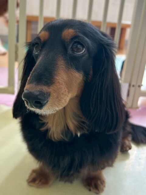 クッキーちゃん🐶
本日は、スタッフに構って祭りで触ったり、撫でると嬉しそうな表情をしてくれました🤭撫でやめると自分から手の下に入り撫でて〜と可愛すぎるアピールをしてくれました😍
🐾🐶愛犬のお悩みご相談ください🐶🐾
@kenkohmura_official
↑フォロー待ってます↑
〒955-0091 新潟県三条市上須頃大割428−1
☎︎ 0256-35-2571
✉️ info@kenkohmura.jp
HP: http://kenkohmura.jp
LINE: https://lin.ee/7LIz5sb
#犬幸村#犬の幼稚園 #吠える、噛む #犬のしつけ #トイレ
ダックスダックス可愛いダックス倶楽部ダックス大好き