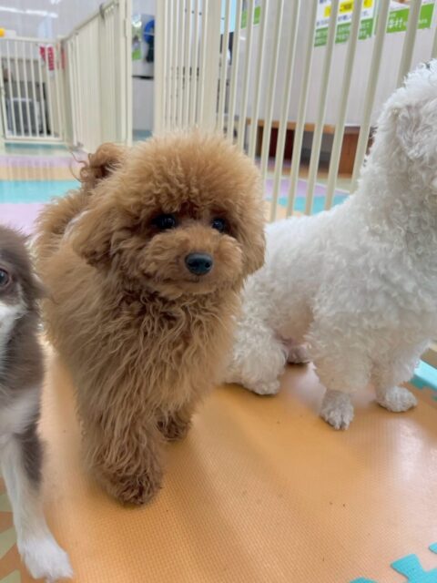 ププちゃん🐶
本日は、ケン太ちゃんやニコペットのちびっ子達と激しいワンプロを1日中やっていました🤭流石疲れ知らずのププちゃんですね👏

🐾🐶愛犬のお悩みご相談ください🐶🐾
@kenkohmura_official
 ↑フォロー待ってます↑

〒955-0091 新潟県三条市上須頃大割４２８−１
☎︎ 0256-35-2571
✉️ info@kenkohmura.jp
HP: http://kenkohmura.jp
LINE: https://lin.ee/7LIz5sb

#犬幸村#犬の幼稚園 #吠える、噛む #犬のしつけ #トイレ
トイプートイプー可愛いトイプー大好きトイプー倶楽部