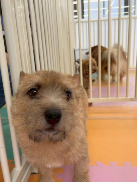 本日の鶴丸🐶
本日も仲良しのケン太ちゃんやぽん太達と1日中遊んでいました👍みんなと激しく遊びすぎて、夕方にはうとうとしてまったりタイムに入っていました🤭

🐾🐶愛犬のお悩みご相談ください🐶🐾
@kenkohmura_official
 ↑フォロー待ってます↑

〒955-0091 新潟県三条市上須頃大割４２８−１
☎︎ 0256-35-2571
✉️ info@kenkohmura.jp
HP: http://kenkohmura.jp
LINE: https://lin.ee/7LIz5sb

#犬幸村#犬の幼稚園 #吠える、噛む #犬のしつけ #トイレ
ノーリッチテリアノーリッチテリア可愛いノーリッチテリア大好きノーリッチテリア倶楽部