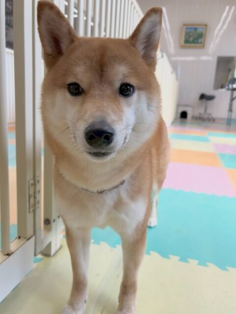 つくしちゃん🐶
本日歯磨きトレーニングを開始して1年6ヶ月が経ちました
歯磨きも歯の状態も良好です!このまま継続していきましょう✊
園内ではいつにもましてスタッフに甘えん坊さんなつくしちゃん‼️夕方はスタッフの膝の上でまったり過ごしていました😍
🐾🐶愛犬のお悩みご相談ください🐶🐾
@kenkohmura_official
↑フォロー待ってます↑
〒955-0091 新潟県三条市上須頃大割428−1
☎︎ 0256-35-2571
✉️ info@kenkohmura.jp
HP: http://kenkohmura.jp
LINE: https://lin.ee/7LIz5sb
#犬幸村#犬の幼稚園 #吠える、噛む #犬のしつけ #トイレ
柴犬柴犬可愛い柴犬大好き柴犬倶楽部