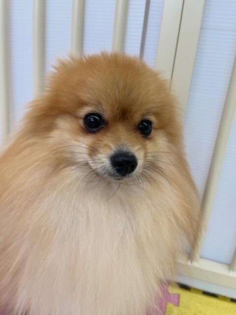 ぽんずちゃん🐶
久しぶりの来園で少し緊張していましたが、ニコペットの子達に遊びに誘われていたりしていました😊
🐾🐶愛犬のお悩みご相談ください🐶🐾
@kenkohmura_official
 ↑フォロー待ってます↑

〒955-0091 新潟県三条市上須頃大割４２８−１
☎︎ 0256-35-2571
✉️ info@kenkohmura.jp
HP: http://kenkohmura.jp
LINE: https://lin.ee/7LIz5sb

#犬幸村#犬の幼稚園 #吠える噛む #犬のしつけ #トイレ
 ポメラニアン ポメラニアンかわいい ポメラニアンだいすき