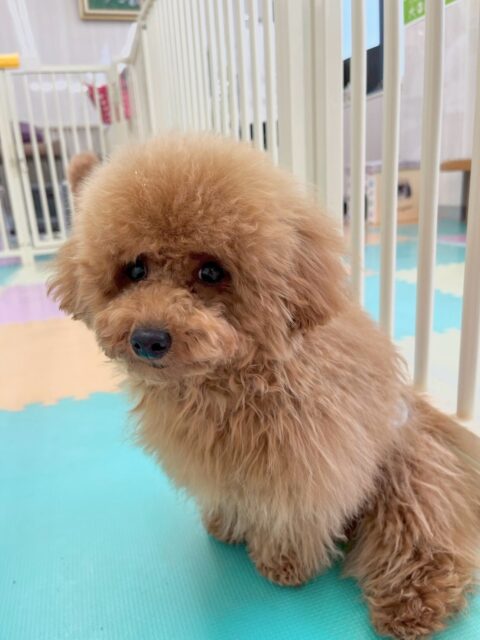 ププちゃん🐶
本日歯磨きトレーニングを開始して4ヶ月が経ちました🦷
歯の状態、歯磨きすごく順調です‼️ただ奥歯が少し磨くのに苦戦するので練習していきましょう✊
園内では、モカちゃんやチコちゃん達とワンプロをしたり、園内を走り回ったりして楽しんでいました👍
🐾🐶愛犬のお悩みご相談ください🐶🐾
@kenkohmura_official
↑フォロー待ってます↑
〒955-0091 新潟県三条市上須頃大割428−1
☎︎ 0256-35-2571
✉️ info@kenkohmura.jp
HP: http://kenkohmura.jp
LINE: https://lin.ee/7LIz5sb
#犬幸村#犬の幼稚園 #吠える、噛む #犬のしつけ #トイレ
トイプートイプー可愛いトイプー大好きトイプー倶楽部