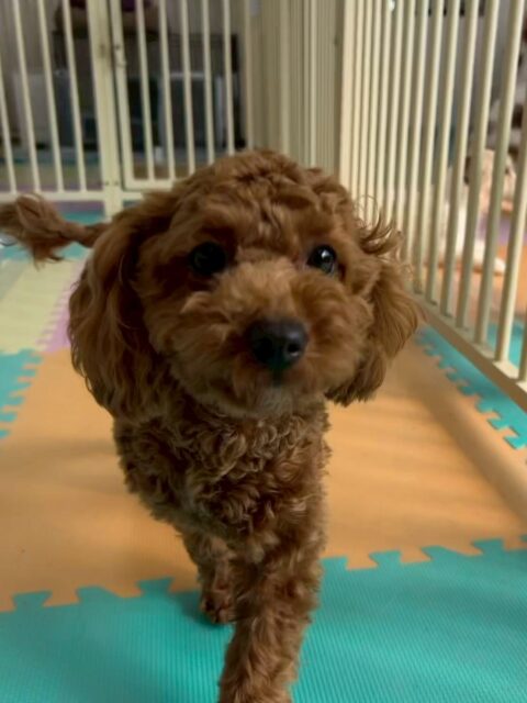 モカちゃん🐶
本日は、ププちゃんやふうちゃん達と1日中遊び回ったりして非常に楽しそうにしていました🤭
午後からはスタッフの膝の上で、ププちゃんとワンプロをしていました🤣
🐾🐶愛犬のお悩みご相談ください🐶🐾
@kenkohmura_official
↑フォロー待ってます↑
〒955-0091 新潟県三条市上須頃大割428−1
☎︎ 0256-35-2571
✉️ info@kenkohmura.jp
HP: http://kenkohmura.jp
LINE: https://lin.ee/7LIz5sb
#犬幸村#犬の幼稚園 #吠える、噛む #犬のしつけ #トイレ
トイプートイプー可愛いトイプー大好きトイプー倶楽部