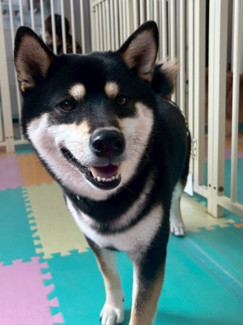 北斗ちゃん🐶
本日からレーキングスタート‼️すごく上手にやらせてくれてたくさん毛が抜けました😆
園内では、服を着たり、ももたろうちゃんと遊んだりして非常に頑張って、楽しそうに遊んでくれていました👍
🐾🐶愛犬のお悩みご相談ください🐶🐾
@kenkohmura_official
↑フォロー待ってます↑
〒955-0091 新潟県三条市上須頃大割428−1
☎︎ 0256-35-2571
✉️ info@kenkohmura.jp
HP: http://kenkohmura.jp
LINE: https://lin.ee/7LIz5sb
#犬幸村#犬の幼稚園 #吠える、噛む #犬のしつけ #トイレ
柴犬柴犬可愛い柴犬倶楽部柴犬大好き