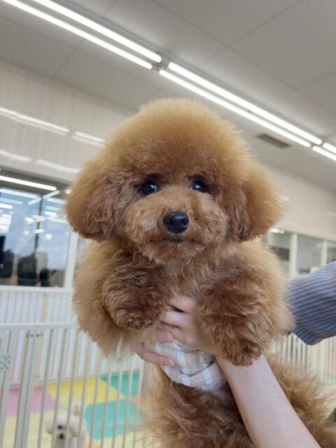 ププちゃん🐶
カットされて可愛くなりました✂️
お手入れやお散歩トレーニング頑張っていました👏
🐾🐶愛犬のお悩みご相談ください🐶🐾
@kenkohmura_official
↑フォロー待ってます↑
〒955-0091 新潟県三条市上須頃大割428−1
☎︎ 0256-35-2571
✉️ info@kenkohmura.jp
HP: http://kenkohmura.jp
LINE: https://lin.ee/7LIz5sb
#犬幸村#犬の幼稚園 #吠える噛む #犬のしつけ #トイレ
トイプードル トイプードル可愛いトイプードル大好き