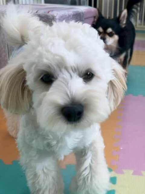 ふうちゃん🐶
本日は、ププちゃん、モカちゃん、ニコペットのちびっ子達と激しく遊び回ったりして非常に楽しそうにして過ごしていました🤭
お散歩トレーニングでは、少し止まったり、座ってしまう場面もありましたがきちんと歩けていて非常に良かったです👏
🐾🐶愛犬のお悩みご相談ください🐶🐾
@kenkohmura_official
↑フォロー待ってます↑
〒955-0091 新潟県三条市上須頃大割428−1
☎︎ 0256-35-2571
✉️ info@kenkohmura.jp
HP: http://kenkohmura.jp
LINE: https://lin.ee/7LIz5sb
#犬幸村#犬の幼稚園 #吠える、噛む #犬のしつけ #トイレ
ミックスミックス犬ミックス犬可愛いミックス犬大好きミックス犬倶楽部