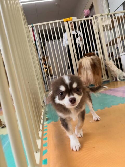 ウィスキーちゃん🐶
本日は、きりまるちゃん、まろちゃん、ぽん太達と激しいワンプロをしたり、みんなで楽しくお話し合いをしていました
だんだんみんなとの距離も近くなり、お友達もかなりできてきました👏

🐾🐶愛犬のお悩みご相談ください🐶🐾
@kenkohmura_official
 ↑フォロー待ってます↑

〒955-0091 新潟県三条市上須頃大割４２８−１
☎︎ 0256-35-2571
✉️ info@kenkohmura.jp
HP: http://kenkohmura.jp
LINE: https://lin.ee/7LIz5sb

#犬幸村#犬の幼稚園 #吠える、噛む #犬のしつけ #トイレ
チワワチワワ可愛いチワワ大好きチワワ倶楽部