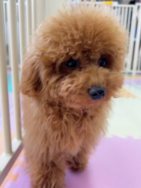ププちゃん🐶
今日はお店の小さい子達やきりまるちゃんとプロレスごっこをして楽しそうでした😊
お散歩ではお客さんにも愛嬌を振りまいていてアイドルのようでした🥰
🐾🐶愛犬のお悩みご相談ください🐶🐾
@kenkohmura_official
↑フォロー待ってます↑
〒955-0091 新潟県三条市上須頃大割428−1
☎︎ 0256-35-2571
✉️ info@kenkohmura.jp
HP: http://kenkohmura.jp
LINE: https://lin.ee/7LIz5sb
#犬幸村#犬の幼稚園 #吠える、噛む #犬のしつけ #トイレ
トイプードル トイプー といぷー