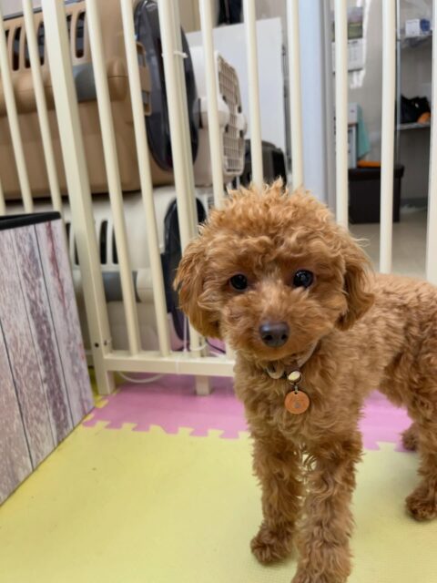 ルナちゃん🐶
自分から他の子の臭い嗅ぎにいったりとだんだん幼稚園や他の子にも少しづつなれてきました😊
🐾🐶愛犬のお悩みご相談ください🐶🐾
@kenkohmura_official
↑フォロー待ってます↑
〒955-0091 新潟県三条市上須頃大割428−1
☎︎ 0256-35-2571
✉️ info@kenkohmura.jp
HP: http://kenkohmura.jp
LINE: https://lin.ee/7LIz5sb
#犬幸村#犬の幼稚園 #吠える噛む #犬のしつけ #トイレ
トイプードル トイプードル可愛い トイプードル大好き