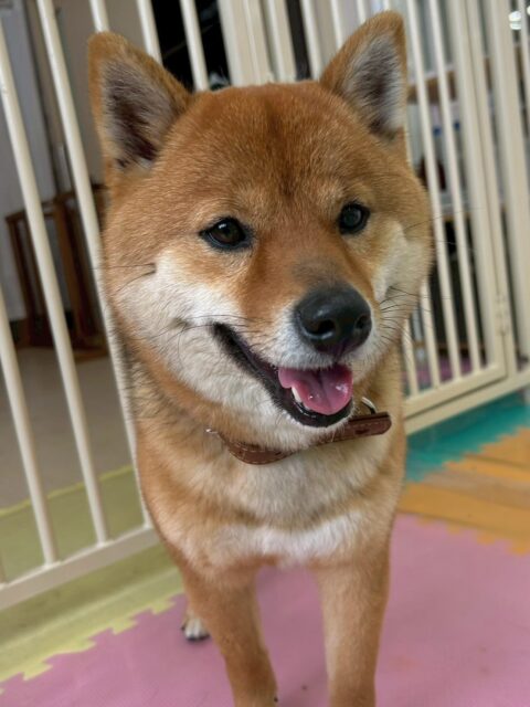 コロンちゃん🐶
歯磨きトレーニングを頑張って続けている成果がしっかり出ていますね🦷✨
綺麗で健康な歯を保てています❗️この調子で続けていきましょう🪥
園内では色んな子たちと匂いを嗅ぎ合ったり、北斗ちゃんやももたろうちゃんとおしゃべりしたりしていました😆
🐾🐶愛犬のお悩みご相談ください🐶🐾
@kenkohmura_official
↑フォロー待ってます↑
〒955-0091 新潟県三条市上須頃大割428−1
☎︎ 0256-35-2571
✉️ info@kenkohmura.jp
HP: http://kenkohmura.jp
LINE: https://lin.ee/7LIz5sb
#犬幸村#犬の幼稚園 #吠える、噛む #犬のしつけ #トイレ
柴犬 柴 しば