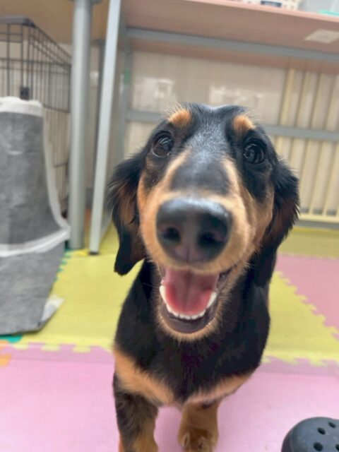 ももたろうちゃん🐶
本日は今日の中で1番ヤンチャなケン太ちゃんと真っ向勝負‼️お互い楽しそうにワンプロをしたり、追いかけっこをしたりして楽しんでいました👍

🐾🐶愛犬のお悩みご相談ください🐶🐾
@kenkohmura_official
 ↑フォロー待ってます↑

〒955-0091 新潟県三条市上須頃大割４２８−１
☎︎ 0256-35-2571
✉️ info@kenkohmura.jp
HP: http://kenkohmura.jp
LINE: https://lin.ee/7LIz5sb

#犬幸村#犬の幼稚園 #吠える、噛む #犬のしつけ #トイレ
ダックスダックス可愛いダックス倶楽部ダックス大好き