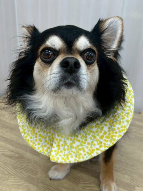 ゴロー丸ちゃん🐶
本日は、マロンちゃんやタッチちゃん、ププちゃん達とまったりみんなで匂いを嗅ぎ合ったりして過ごしていました🤭
タッチちゃんが帰った後は少し暇そうにスタッフの膝の上でまったりしていました🤣
🐾🐶愛犬のお悩みご相談ください🐶🐾
@kenkohmura_official
↑フォロー待ってます↑
〒955-0091 新潟県三条市上須頃大割428−1
☎︎ 0256-35-2571
✉️ info@kenkohmura.jp
HP: http://kenkohmura.jp
LINE: https://lin.ee/7LIz5sb
#犬幸村#犬の幼稚園 #吠える、噛む #犬のしつけ #トイレ
チワワチワワ可愛いチワワ大好きチワワ倶楽部