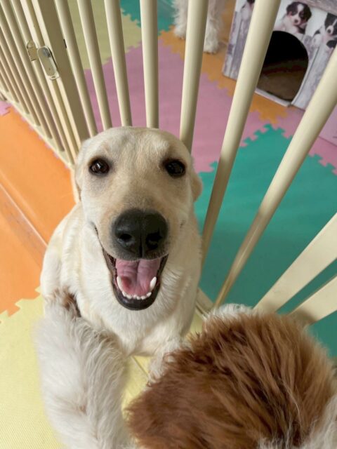 本日幼稚園体験に2頭来てくれました🐶
1頭目の子はニコペットのスタンダードプードルや、ププちゃん、チャリーちゃんやのりまきちゃん達と激しく遊び回ったりしてすごく楽しそうに過ごしていました😆

2頭目の子も、最初から激しく園内を走り回ったり、他の子達にちょっかいを出したりして楽しそうに遊んでいました😆最初からエンジン全開すぎて後半は少し疲れていました🤣

🐾🐶愛犬のお悩みご相談ください🐶🐾
@kenkohmura_official
 ↑フォロー待ってます↑

〒955-0091 新潟県三条市上須頃大割４２８−１
☎︎ 0256-35-2571
✉️ info@kenkohmura.jp
HP: http://kenkohmura.jp
LINE: https://lin.ee/7LIz5sb

#犬幸村#犬の幼稚園 #吠える、噛む #犬のしつけ #トイレ
ラブラドールラブラドール可愛いトイプートイプー可愛い